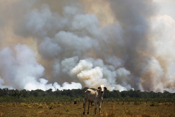 No Brasil, a destruição das florestas primárias aumentou 12% em 2020 comparando com o ano anterior, mesmo com  desaceleração econômica devido à pandemia.