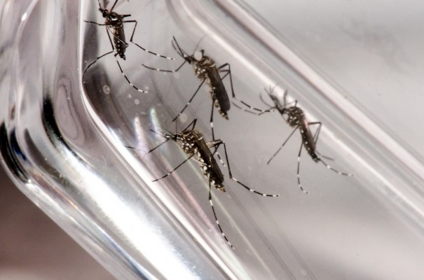 Foram confirmadas nove mortes por dengue e  uma por chikungunya  