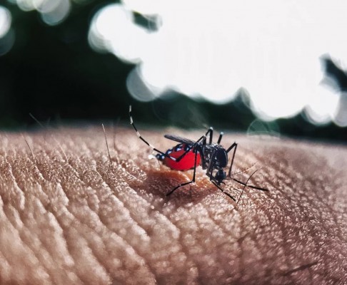Os agentes de saúde ambiental devem inspecionar cerca de 2,3 mil imóveis para identificar e tratar possíveis criadouros do mosquito Aedes aegypti