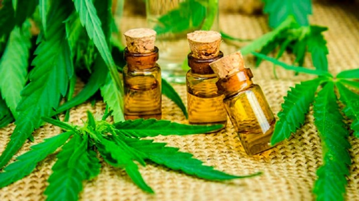 O plantio, a cultura e a colheita da cannabis para fins terapêuticos e científicos já está ganhando novos avanços