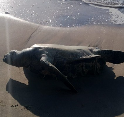 De acordo com a Secretaria Executiva de Planejamento Ambiental da cidade, não havia manchas visíveis de óleo no corpo da tartaruga