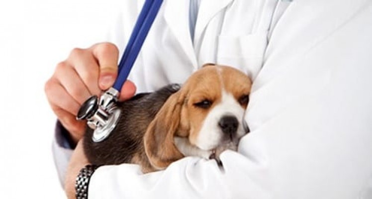 Em todo o Estado, são mais de 4.500 médicos veterinários em atuação