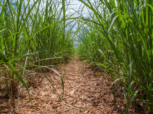 Na zona da mata, onde estão boa parte das plantações e usinas de cana-de-açúcar, o nível pluviométrico tem sido mal distribuído na região.