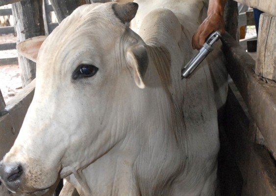 A meta é imunizar 662.750 bovinos e bubalinos com até dois anos de idade durante o mês de novembro