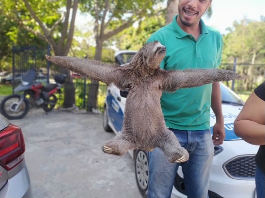O animal foi encaminhado para o Centro de Triagem de Animais Silvestres de Pernambuco (CETAS Tangará)