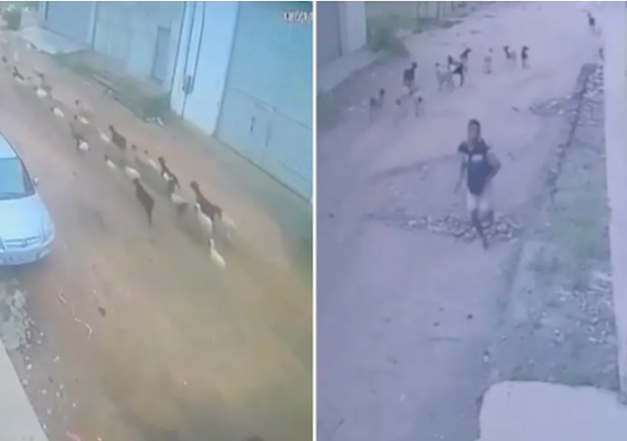 Segundo a Polícia Militar, suspeito informou que as outras ovelhas foram soltas na rua