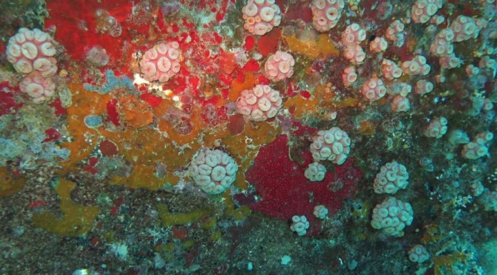 Essa espécie de coral coloca em risco a biodiversidade dos ecossistemas nativos, provocando impactos negativos ao turismo subaquático e à pesca artesanal