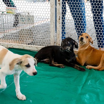 AME Animal Caruaru realizará campanha para doação de cães e gatos