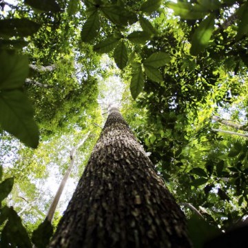 No Dia da Amazônia, organizações alertam sobre preservação do bioma
