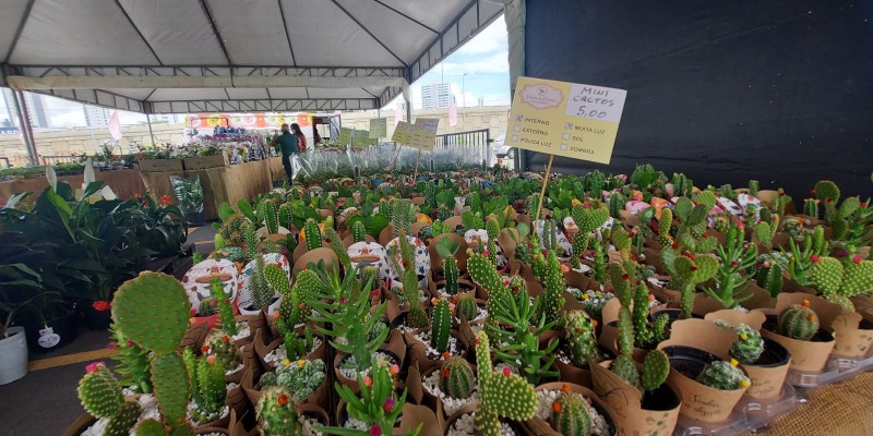 São mais de 200 espécies de plantas e flores ornamentais a partir de R$5 para presentear quem você ama. 