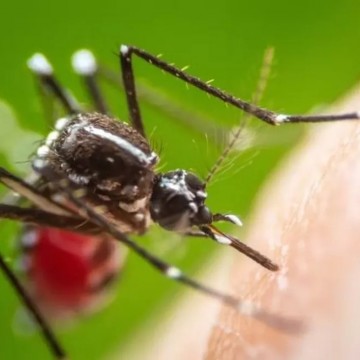 Ministério da Saúde pretende incorporar nova vacina contra a dengue ao SUS
