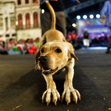 Após roubar a cena no Carnaval, cachorro Caramelo será adotado