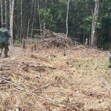 Operação ambiental do Ministério Público alerta para o preocupante  desmatamento no estado