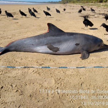 Golfinho é encontrado morto em praia nordestina