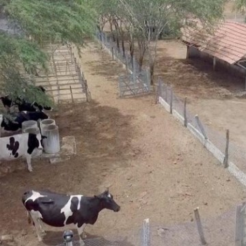 Pernambuco terá laboratório de reprodução de bovinos, caprinos e ovinos no interior do estado