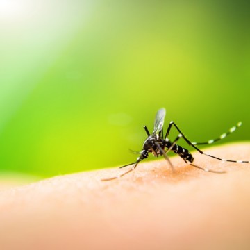 Ministério da Saúde promove ações de enfrentamento ao aumento de casos da dengue, chikungunya e zika 