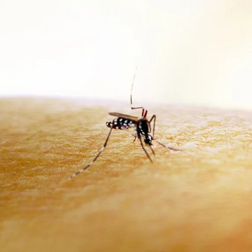 Dengue: 4 mil pessoas são internadas por mês no Brasil, e a procura por vacina dispara 