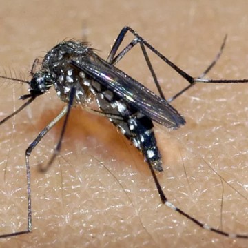 Pernambuco confirma primeira morte provocada por chikungunya em 2022