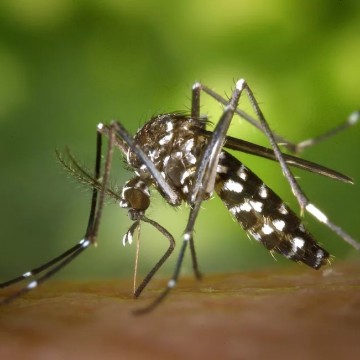 Salgueiro é o terceiro município do país com maior número de casos de chikungunya