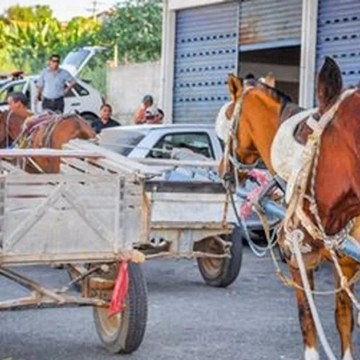 Prefeitura do Recife prorroga por mais um ano a retirada de veículos de tração animal das ruas