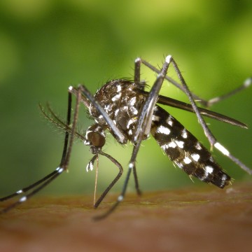 Casos prováveis de dengue já se aproximam de 400 mil no Brasil em 2024