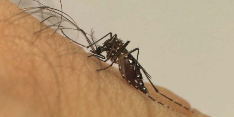 Um total de 125 cidades Pernambucanas estão em situação de alerta ou em risco de surto de infestação do mosquito vetor