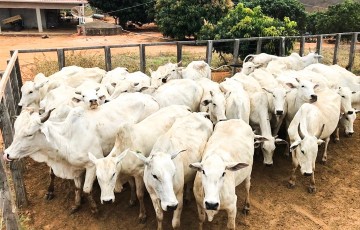 Prefeitura de Araripina investe em inseminação artificial para fortalecer pecuária