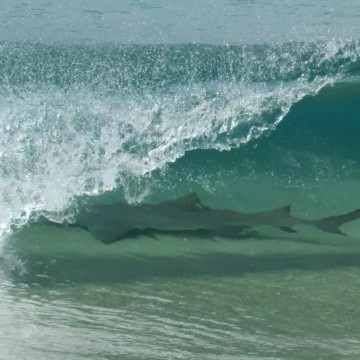  Mais um ataque de tubarão é registrado no Arquipélago de Fernando de Noronha