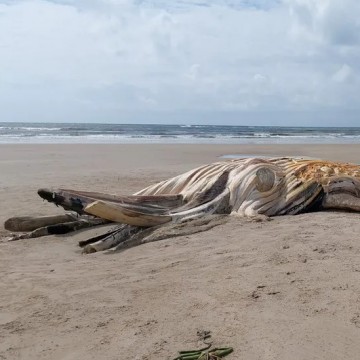 Baleia-jubarte é encontrada morta em praia do Cabo de Santo Agostinho