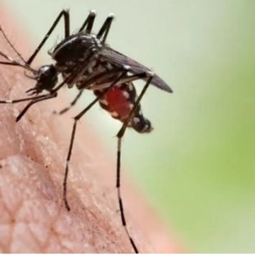 Brasil ultrapassa 1,8 milhão de casos de dengue no ano