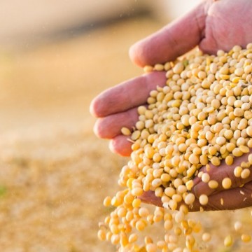 Produção de grãos cresce 5,7% e chega a 271,7 milhões de toneladas