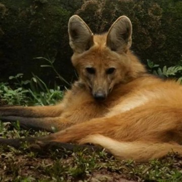 Parque Dois Irmãos fará check-up clínico em espécie ameaçada de extinção, o lobo-guará
