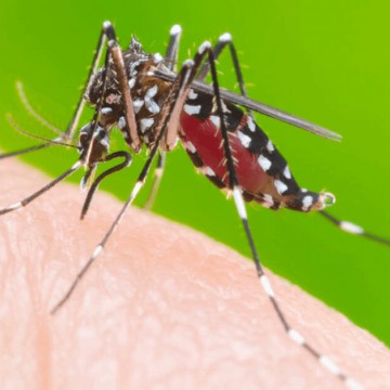Brasil é o país mais afetado pela Dengue nas Américas, segundo OMS
