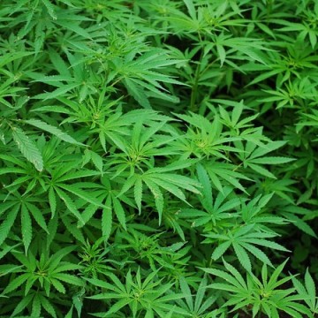 Anvisa autoriza produto medicinal à base de cannabis no Brasil