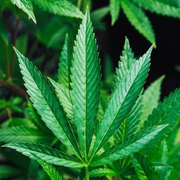 OAB-PE passa a contar com comissão voltada aos direitos dos pacientes que utilizam cannabis medicinal 