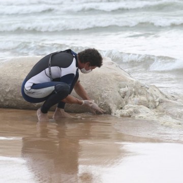 Baleia é encontrada morta na praia de Boa Viagem 