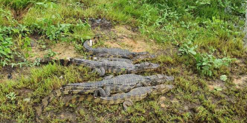 Os animais foram soltos numa área de mata em Jaboatão dos Guararapes