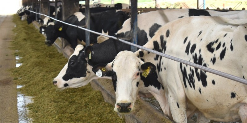 O setor se preocupa com o aumento dos custos para a alimentação do rebanho, que encarece a produção de leite