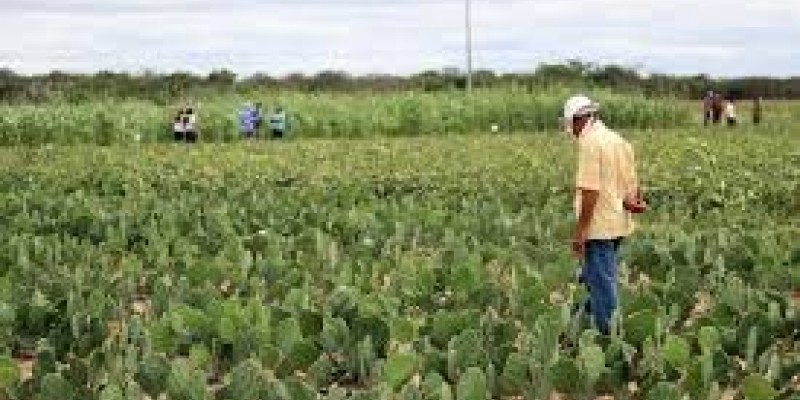 Lei sancionada pelo governador Paulo Câmara prevê 30% dos recursos do Estado voltados à aquisição de alimentos para agricultura familiar, com limite de compra de até R$ 20 mil por produtor
