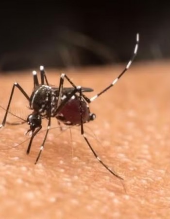 Pernambuco registra primeira morte por dengue de 2024