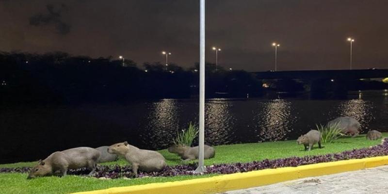 Na beira do Rio Capibaribe, no bairro da Ilha do Leite, área central do Recife, capivaras adultas e os seus filhotes têm sido vistas, principalmente durante a noite