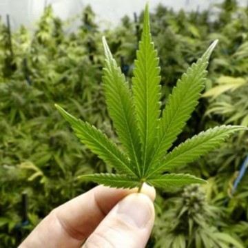 Justiça Federal em Pernambuco autoriza plantio e utilização da cannabis para fins medicinais