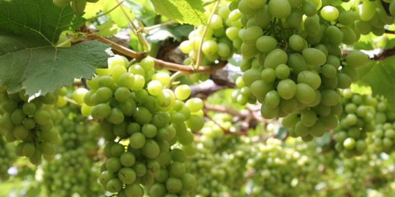 A região é líder na produção de manga e uva de mesa, com o município de Petrolina liderando nacionalmente