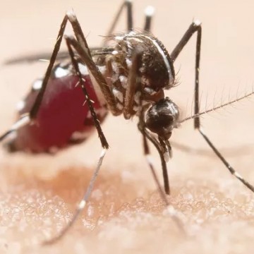 Anvisa analisa pedido de registro de vacina contra dengue