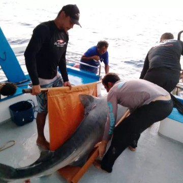 Pernambuco acompanha incidentes, mas não investe em pesquisa e monitoramento de tubarões no Estado desde 2014