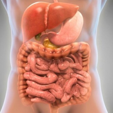 Alimentação e fatores que contribuem com o bom funcionamento intestinal 