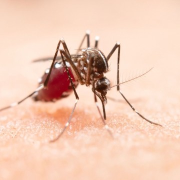 Com os casos de dengue em alta no Estado, setores econômicos podem perder R$ 84,5 milhões até o fim deste ano