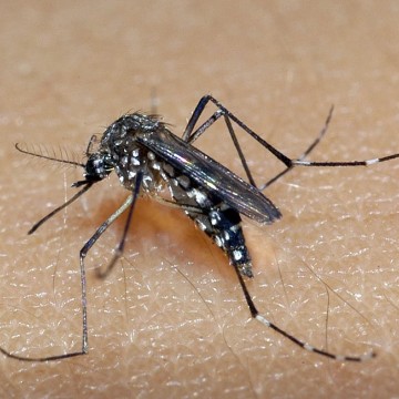 Recife tem oito bairros com grandes riscos de infestação pelo Aedes aegypti