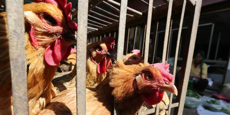 A doença, que já atinge cinco países da América Latina, se chegar ao Brasil pode afetar a produção e exportação de produtos avícolas, gerando impactos econômicos e ambientais