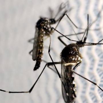 Aumenta preocupação com doenças ligadas ao Aedes aegypti no verão